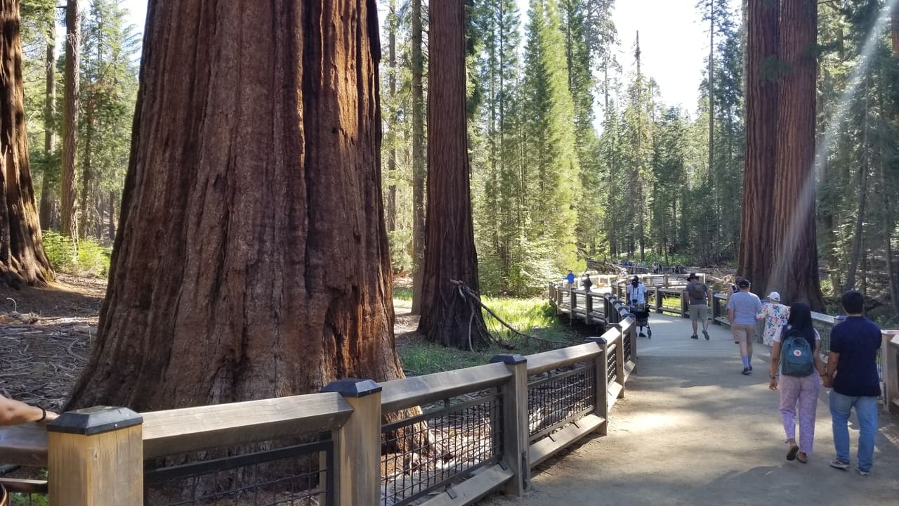 Mariposa Grove
