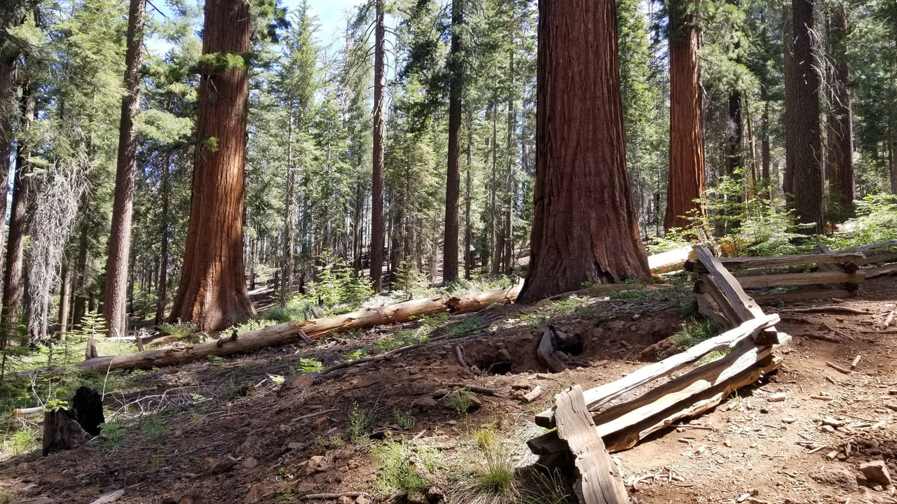 Tuolumne Grove